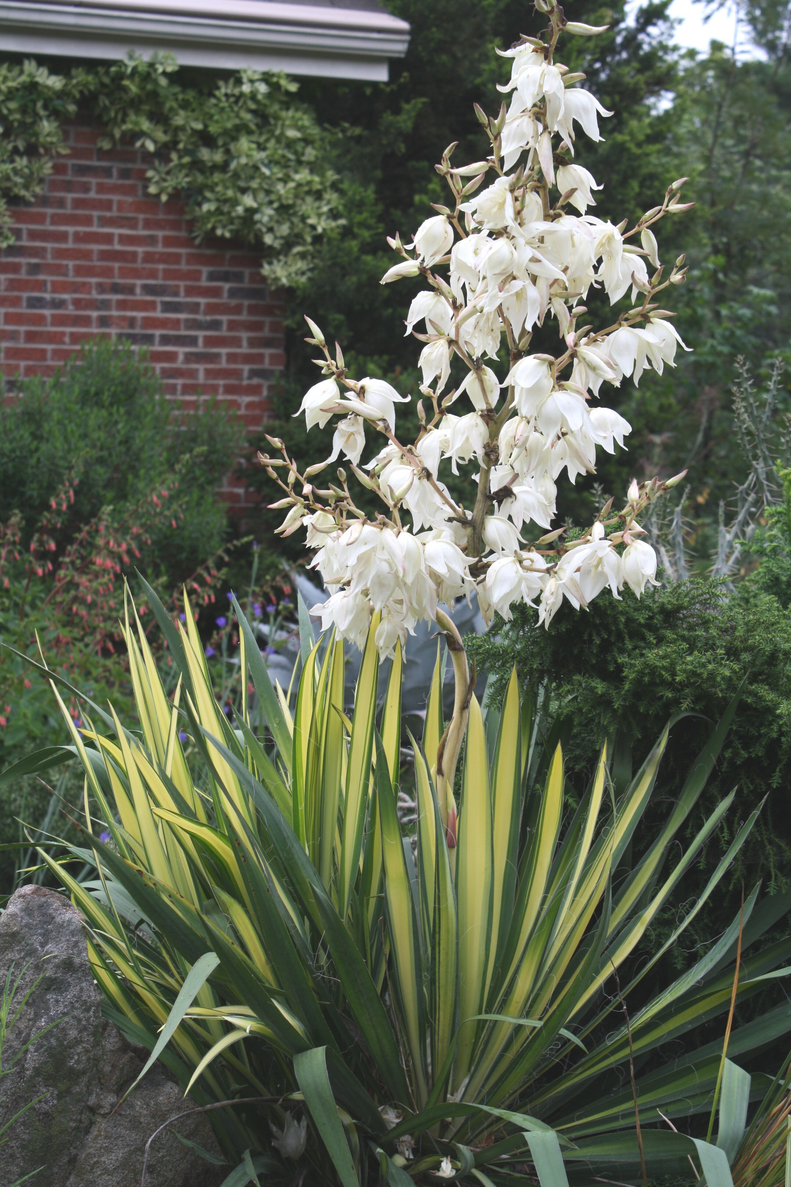 Yucca flaccida 'Vivacious' in flower