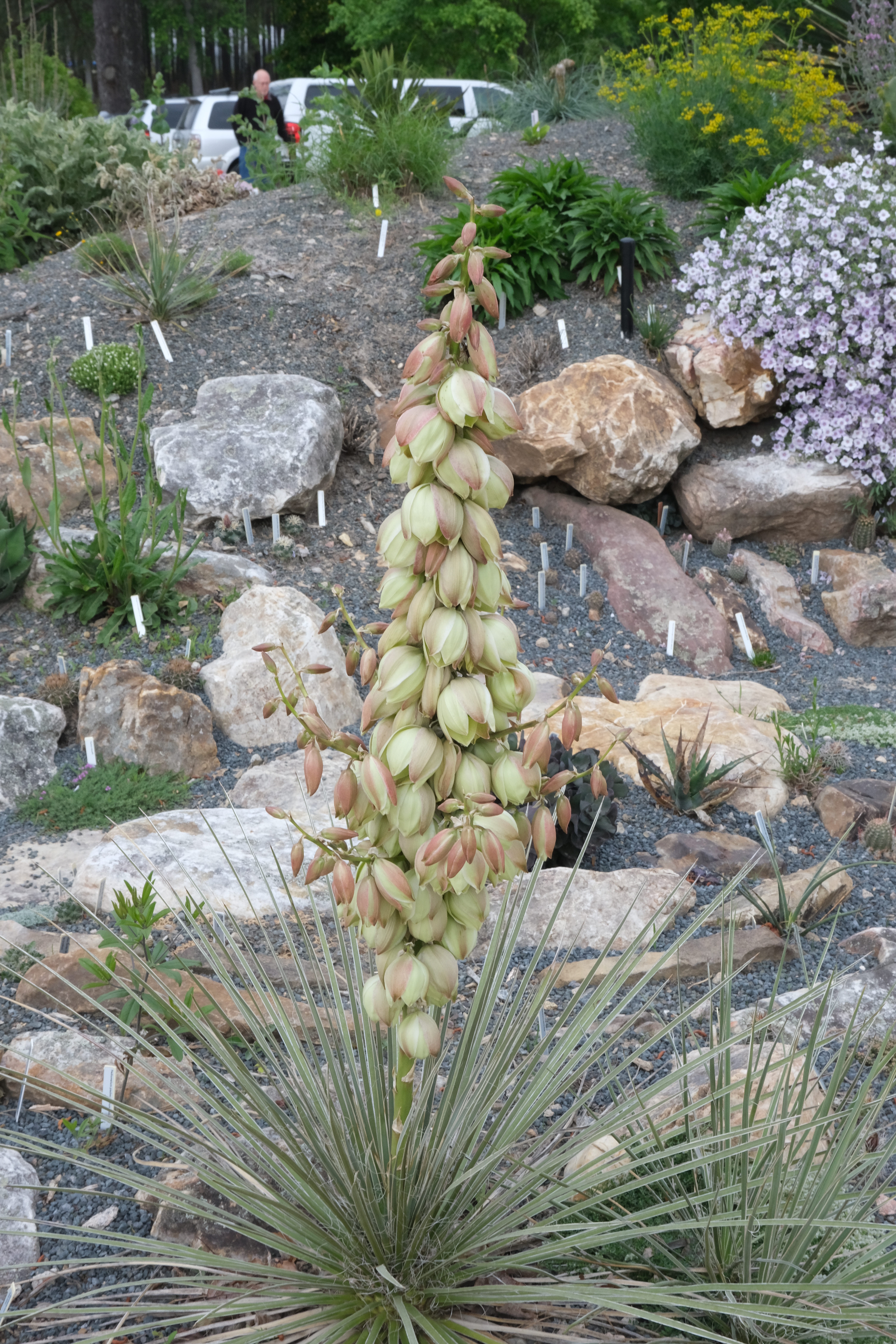 Yucca glauca Colorado form in flower