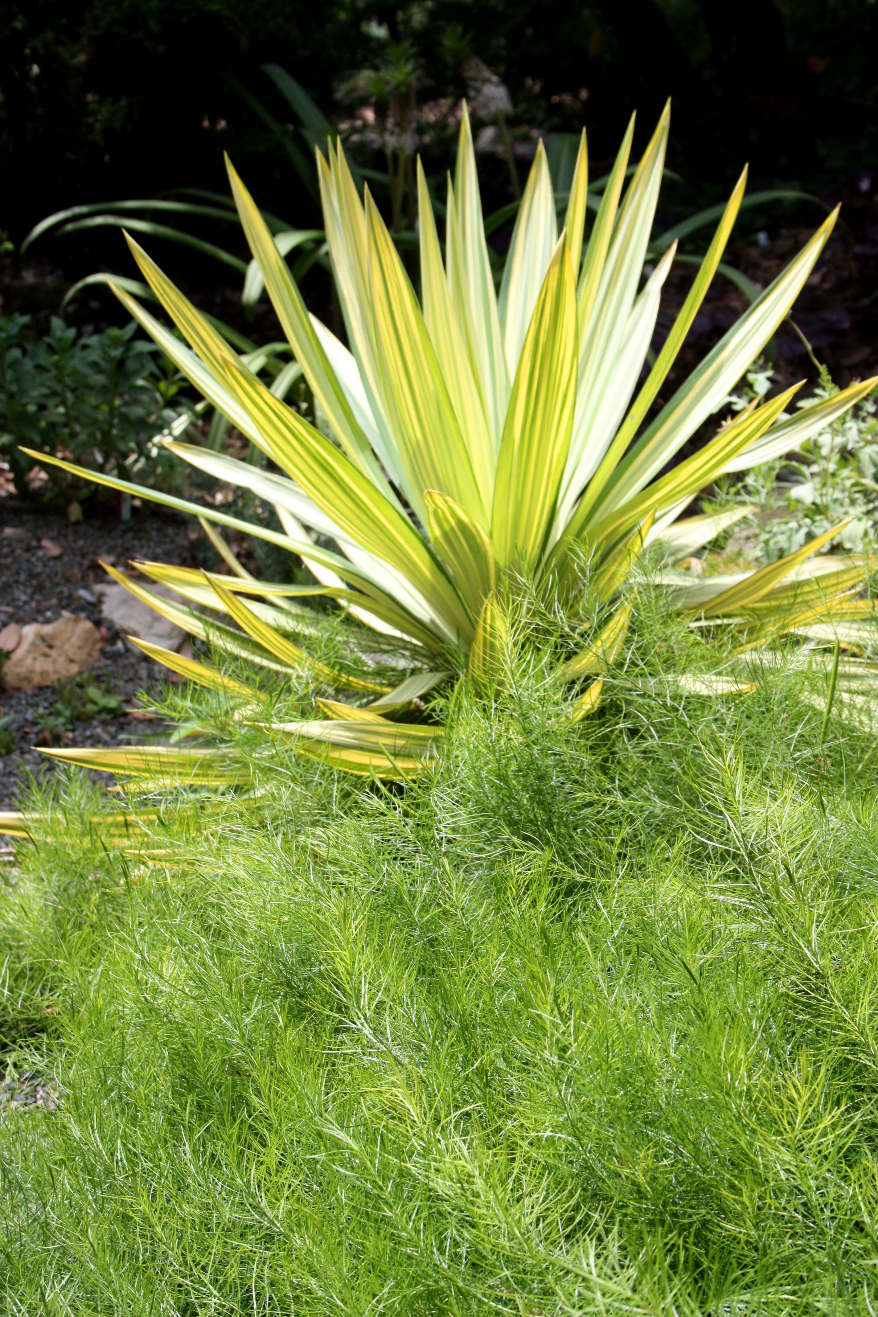 Yucca x gloriosa 'Tiny Star' combo with Amsonia ciliata var. filifolia 'Georgia Pancake'