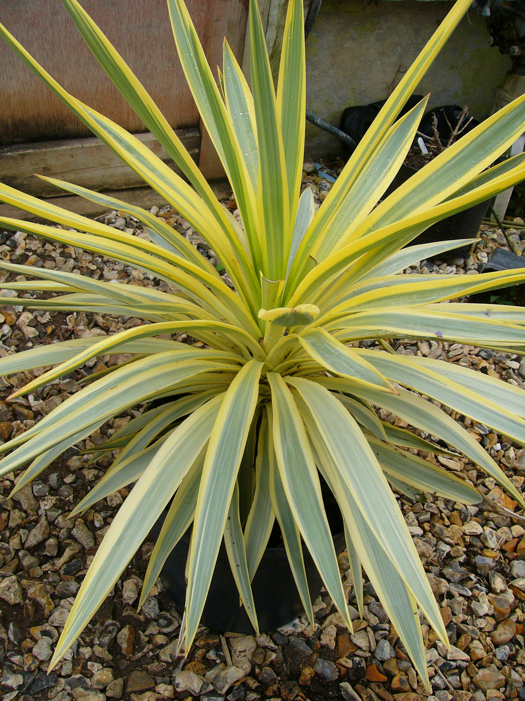 Yucca x gloriosa 'Walbristar' PP 17,653 PlantHaven