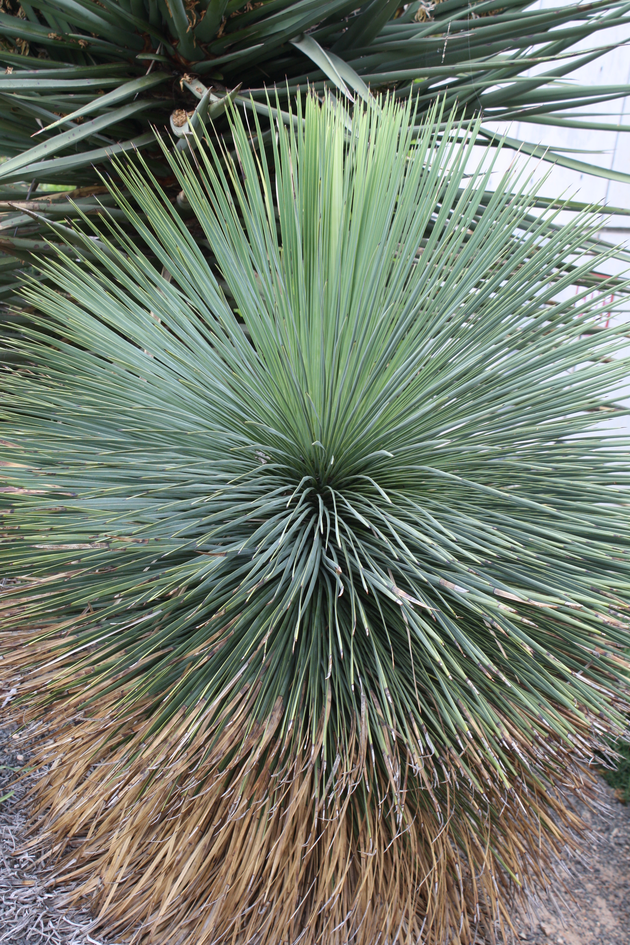 Yucca linearifolia at JCRA