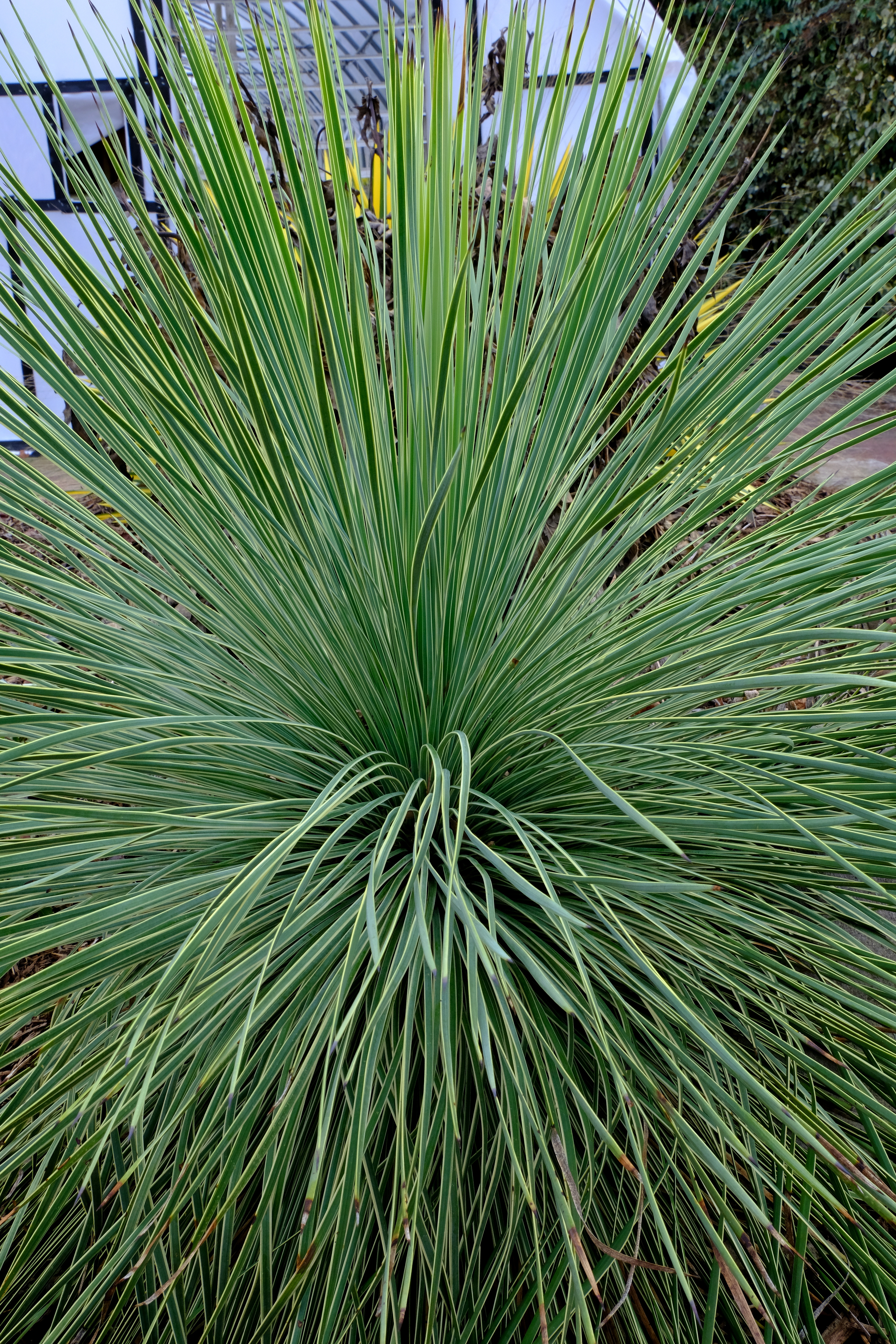 Yucca linearifolia 'Line Dance'