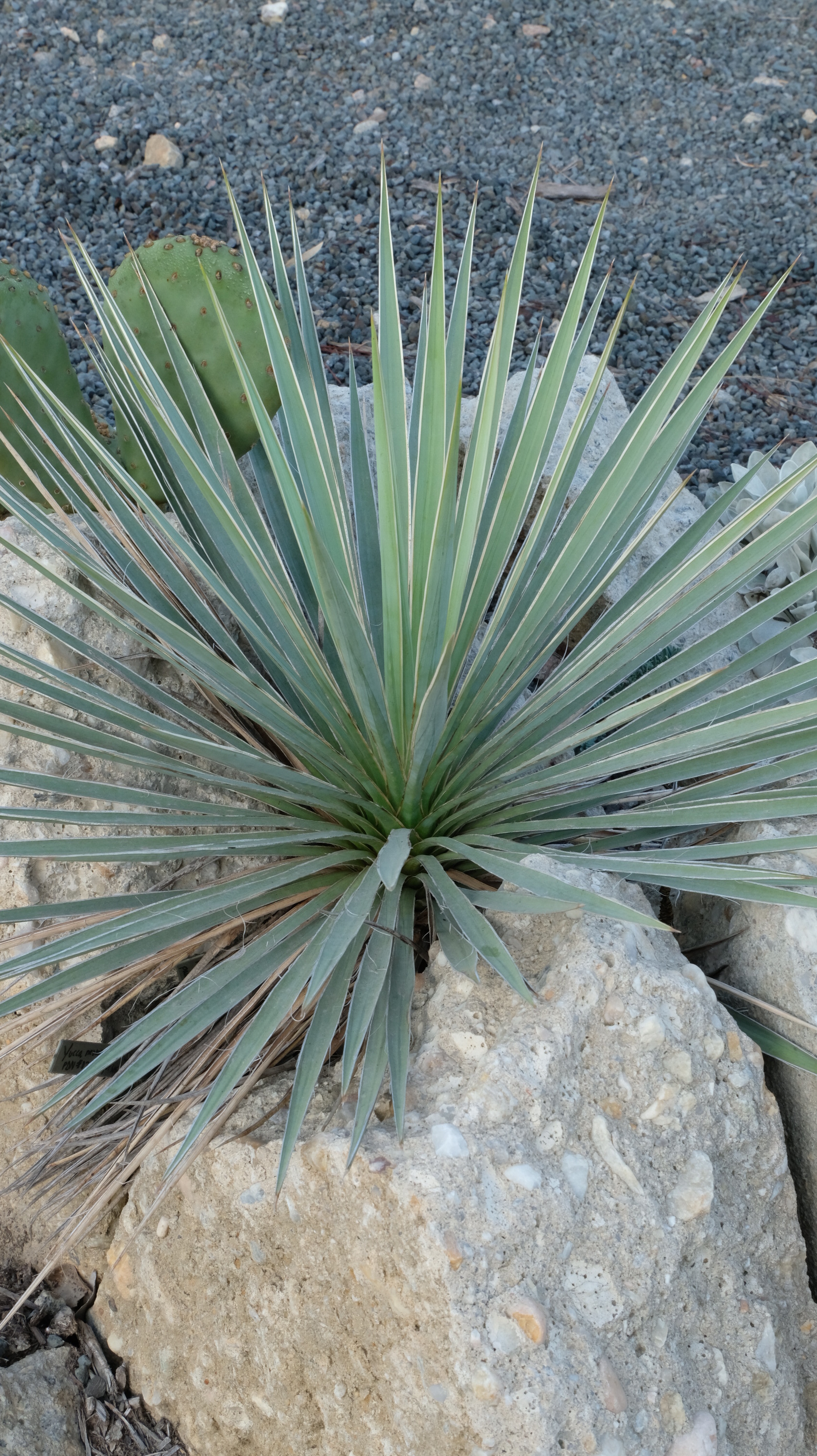 Yucca neomexicana 'Cimarron' JLBG-01