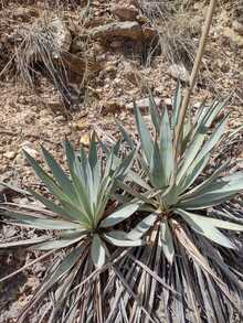 Yucca pallida in situ (W. Roitsch)