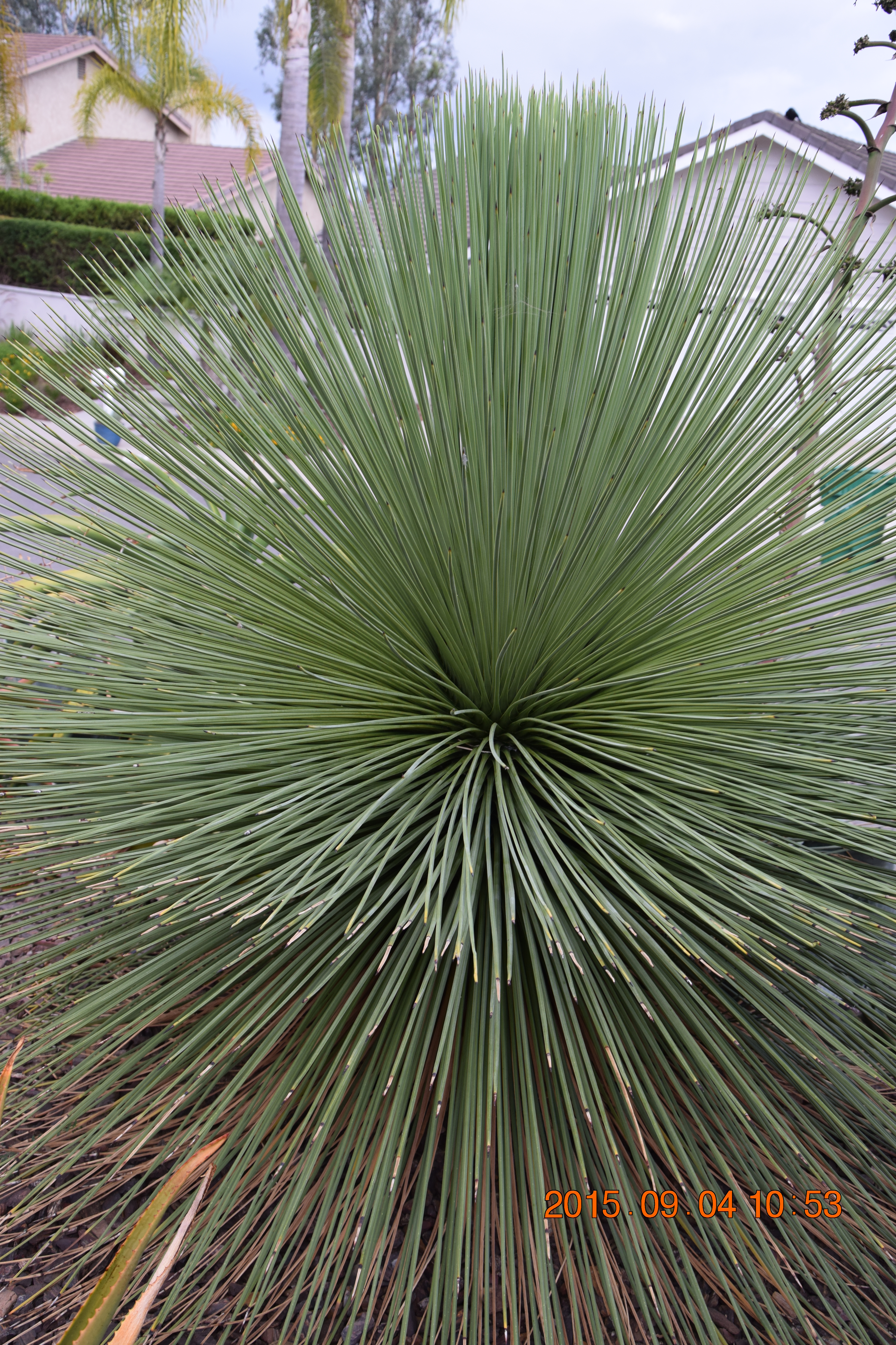 Yucca queretaroensis at K. Griffin gdn