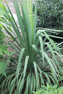 Yucca x recurvifolia 'Green Ribbons' (aloifolia x flaccida) A3LA-082