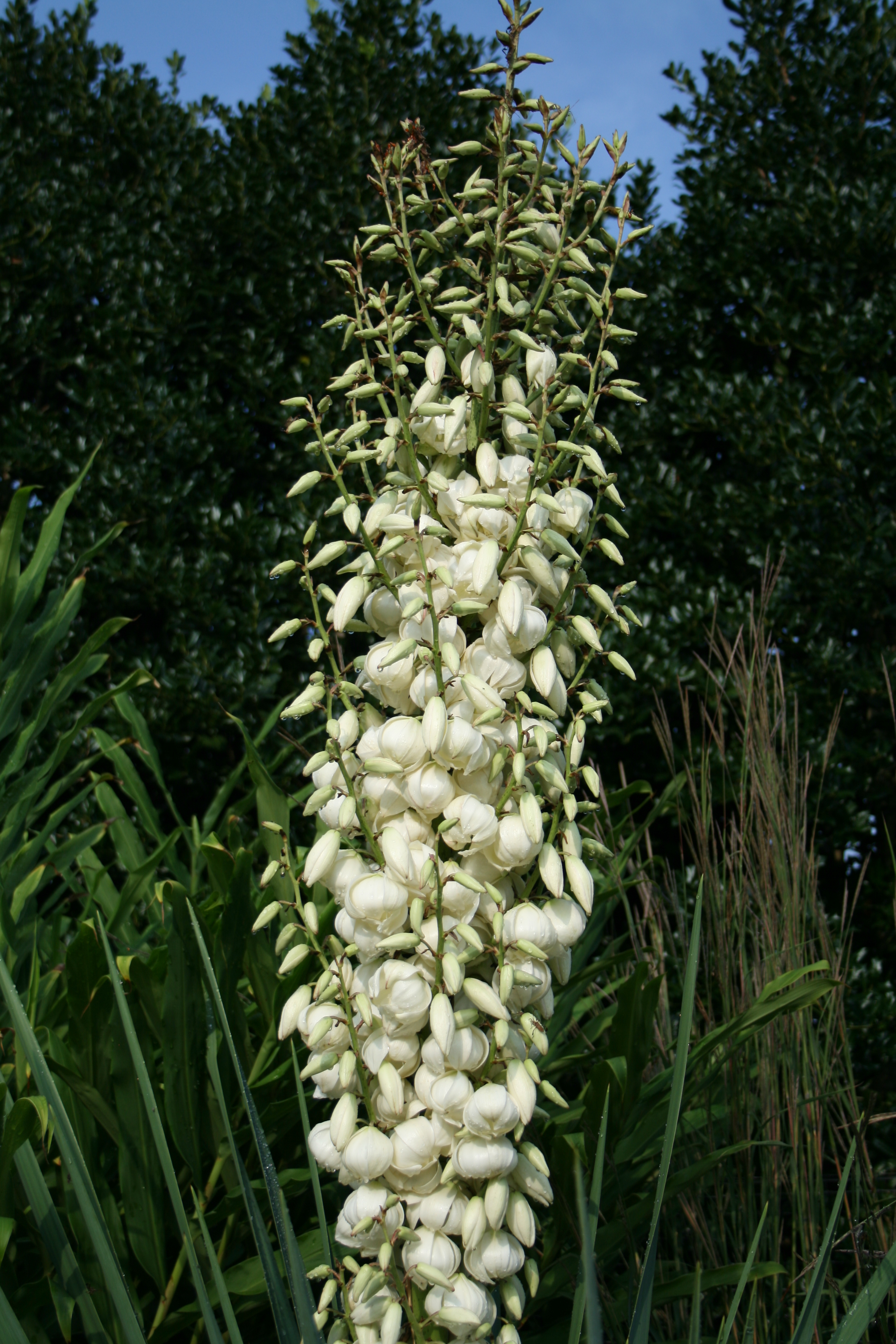 Yucca x recurvifolia 'Cousin It' (aloifolia x flaccida) flower closeup