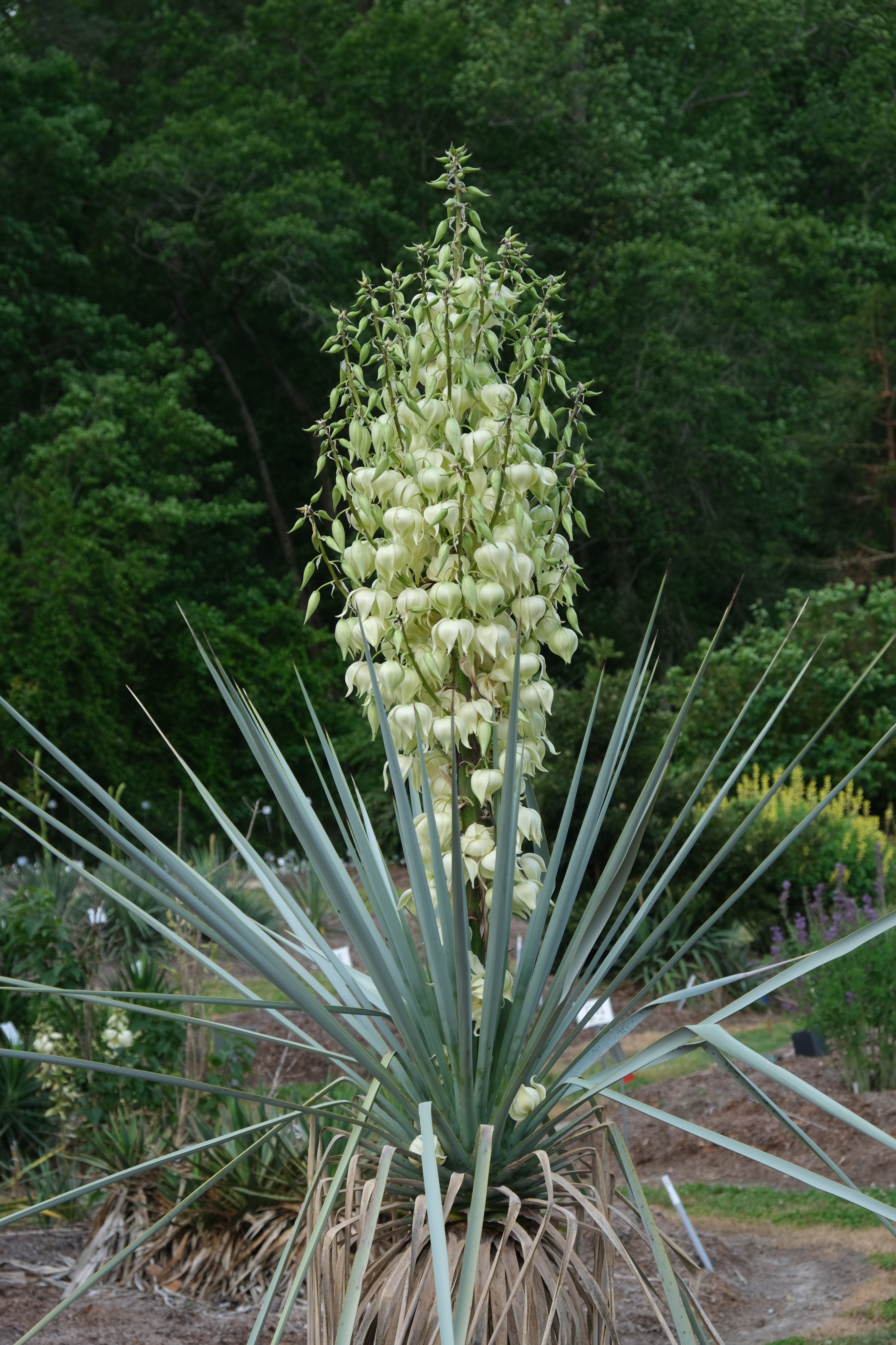 Yucca rigida JLBG-03 in flower