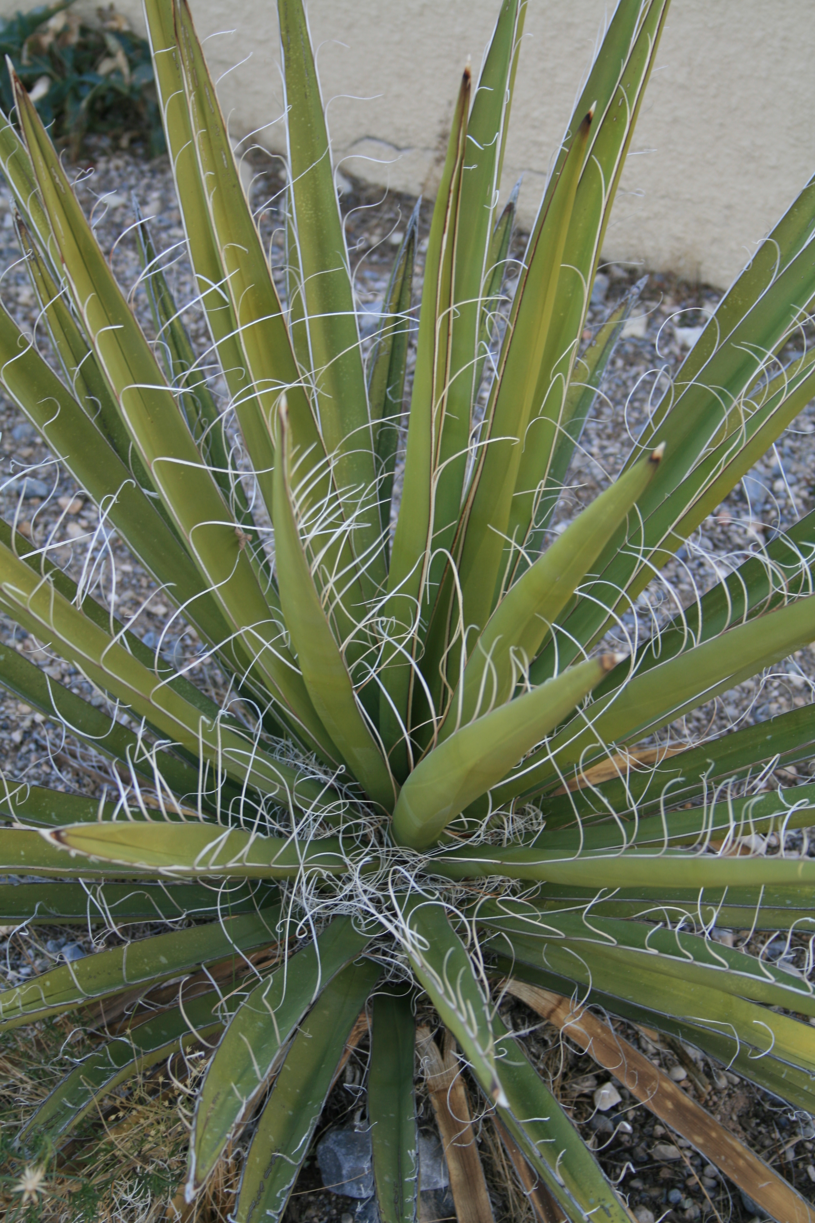 Yucca schidigera at Red Rock NV 