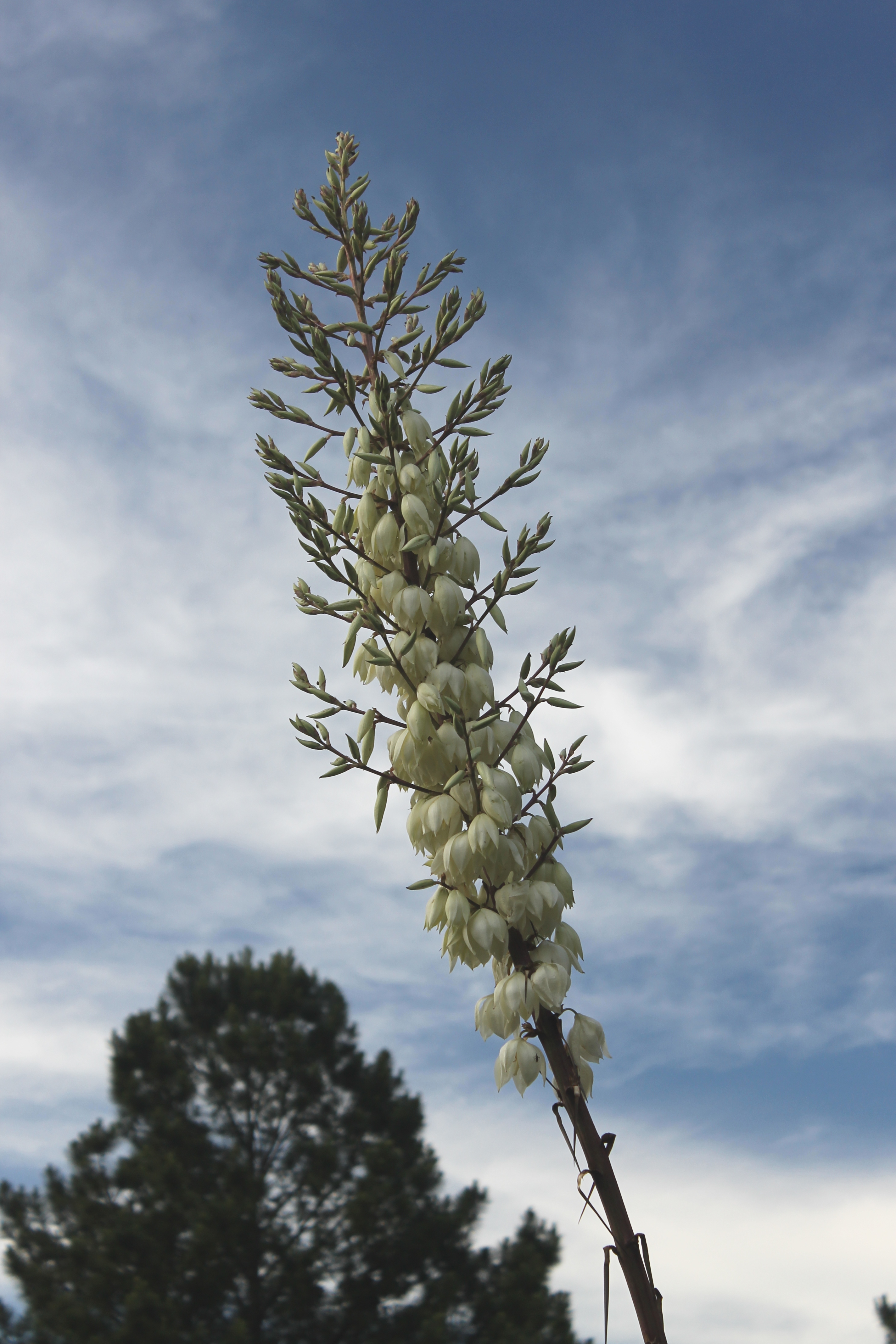 Yucca thompsoniana flower spike