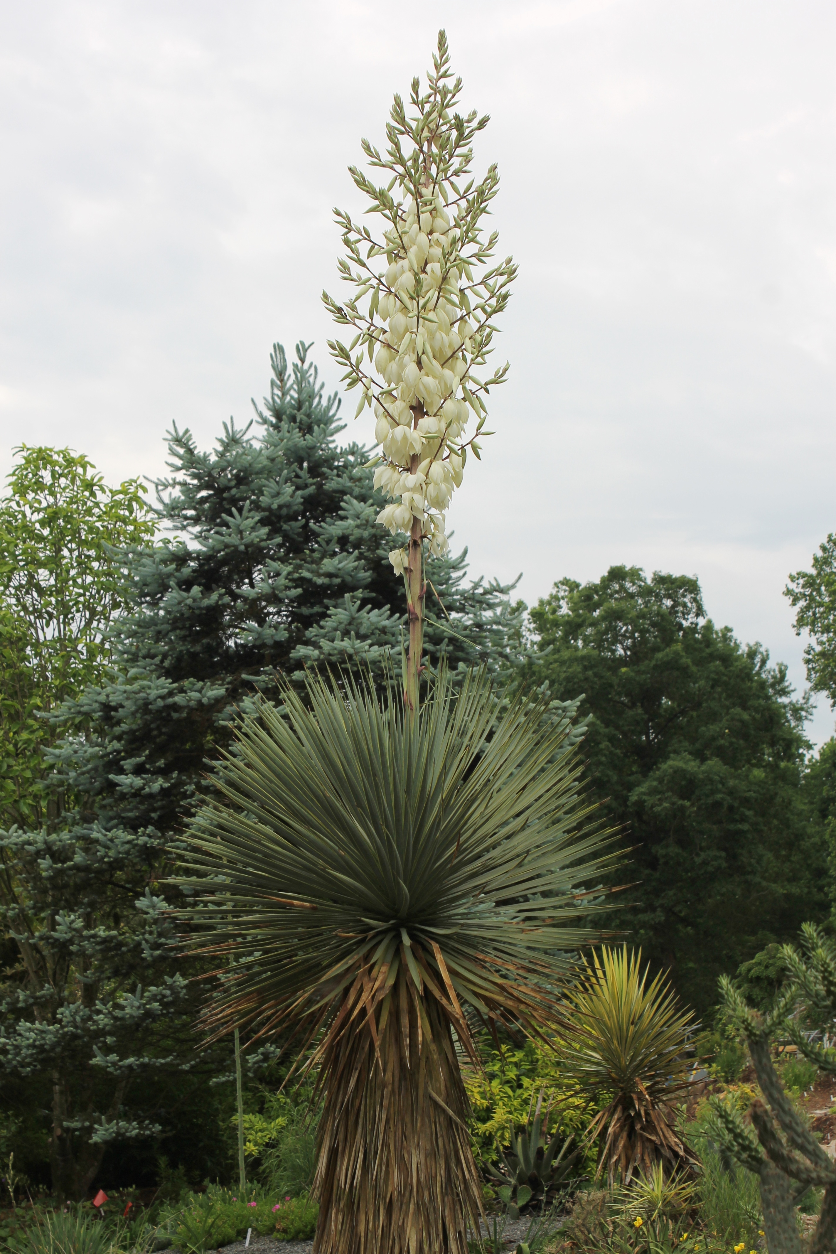 Yucca thompsoniana in flower by Picea glauca Iseli Foxtail