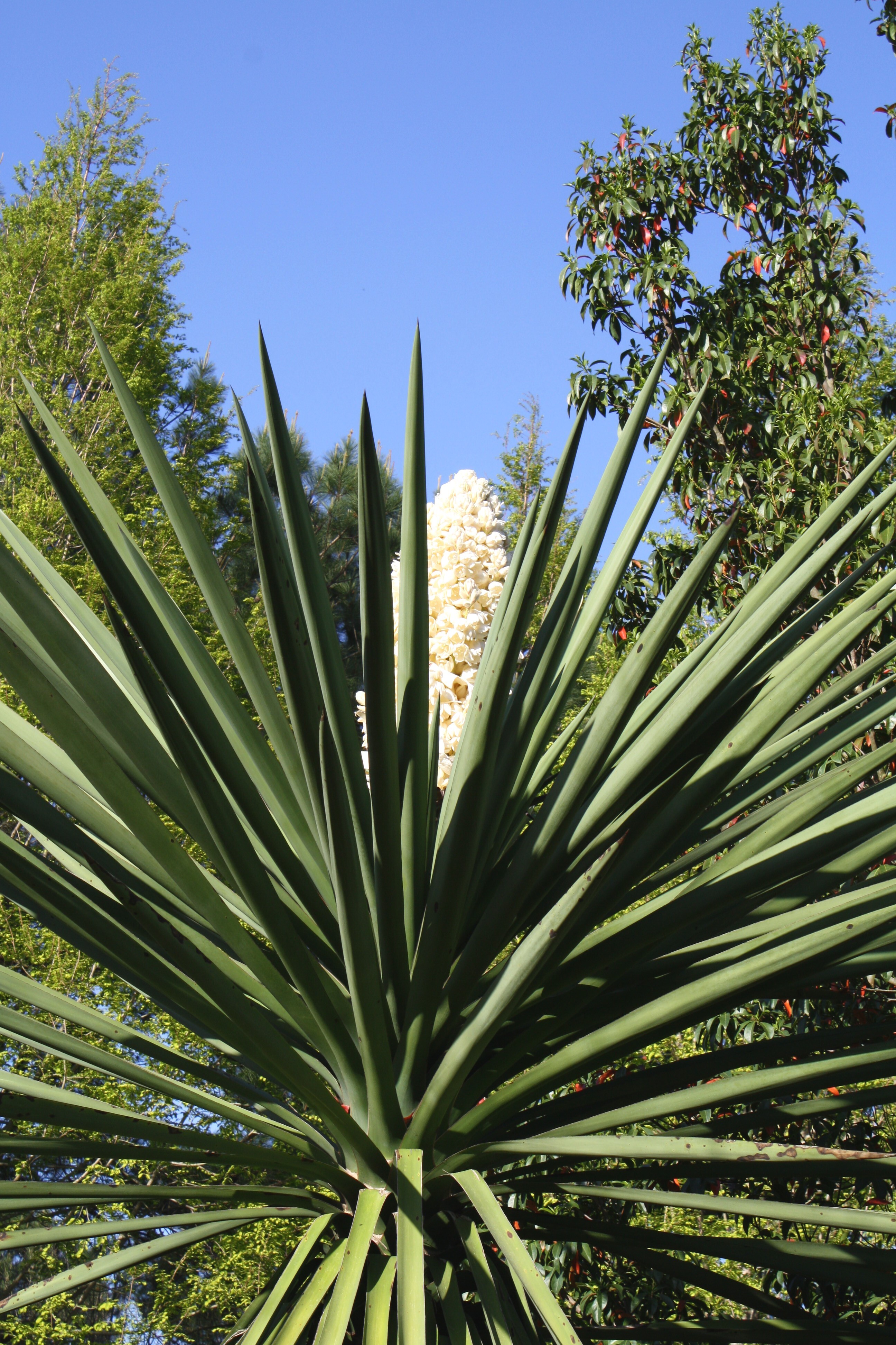 Yucca treculeana var. canaliculata in flower