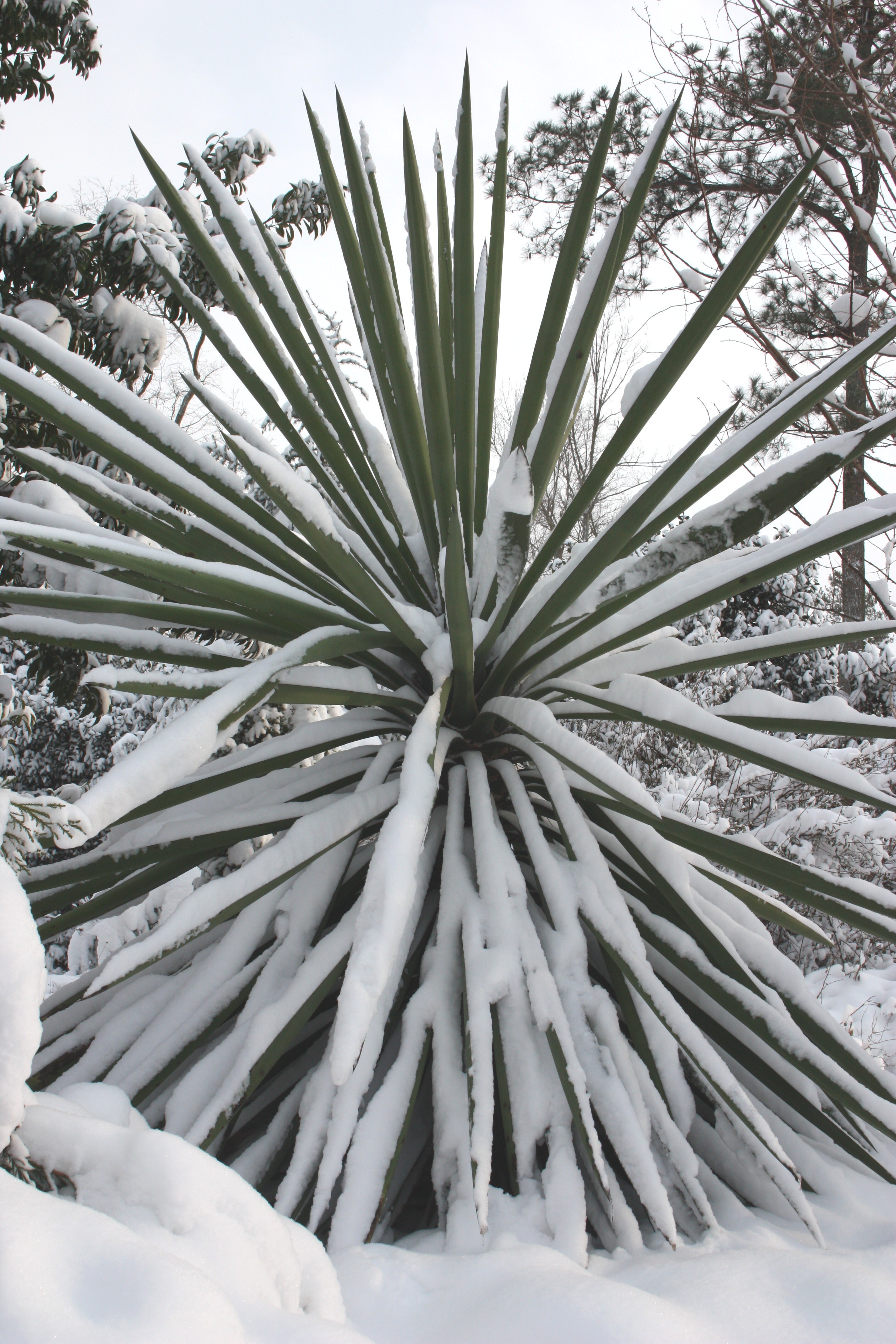 Yucca treculeana var. canaliculata 'Sasquatch' in snow