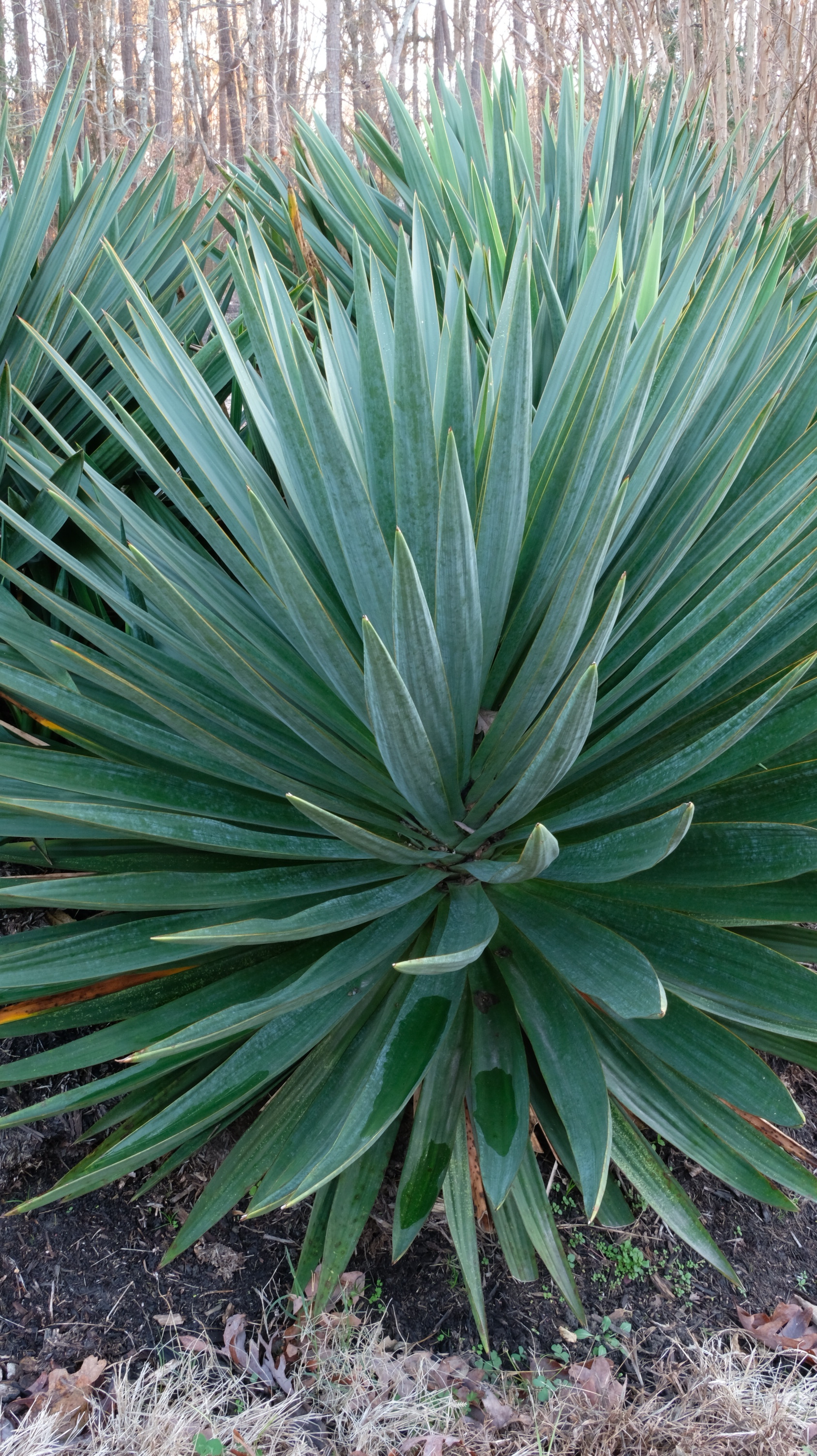 Yucca x gloriosa 'Old Glory'