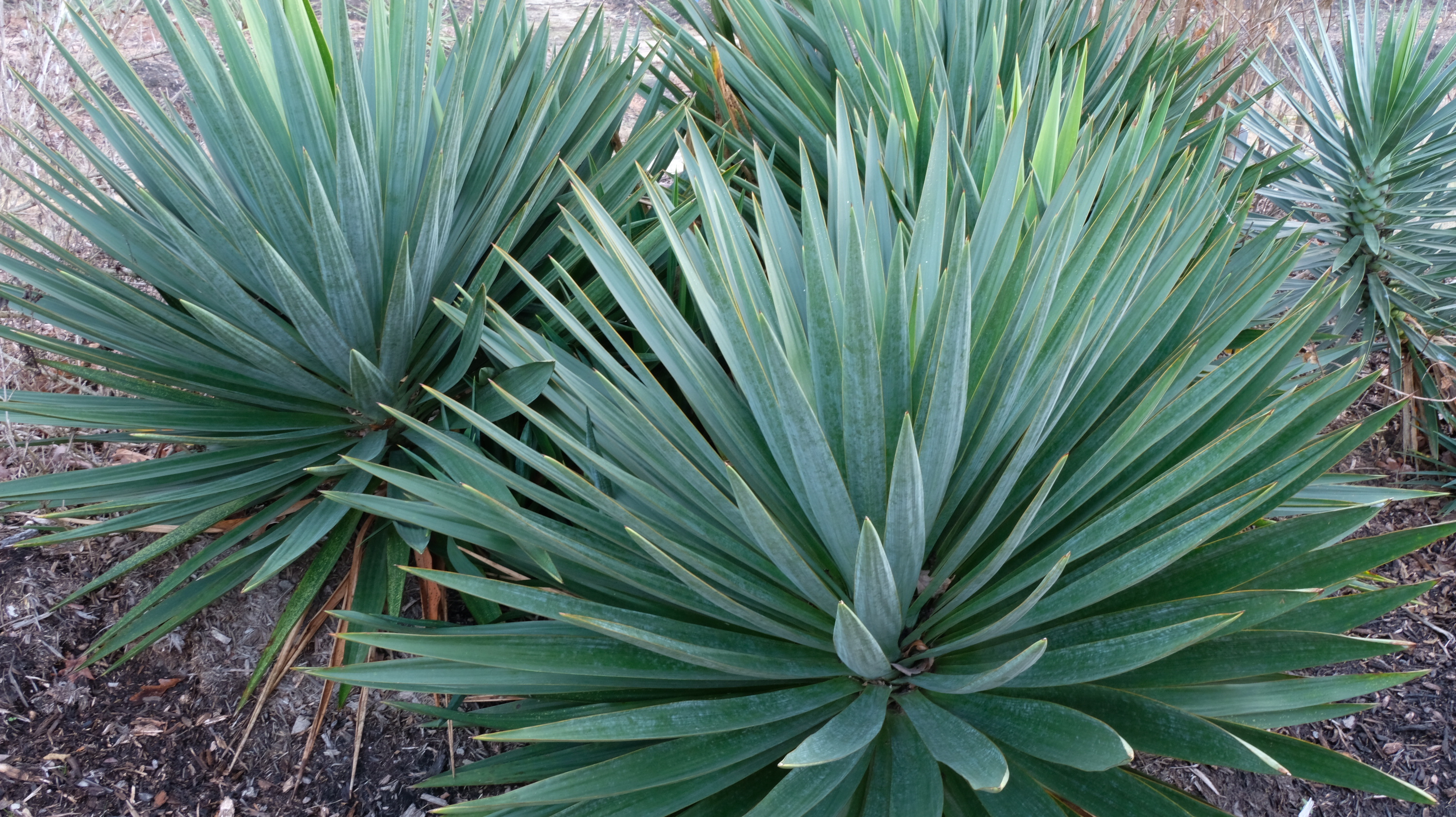 Yucca x gloriosa 'Old Glory'