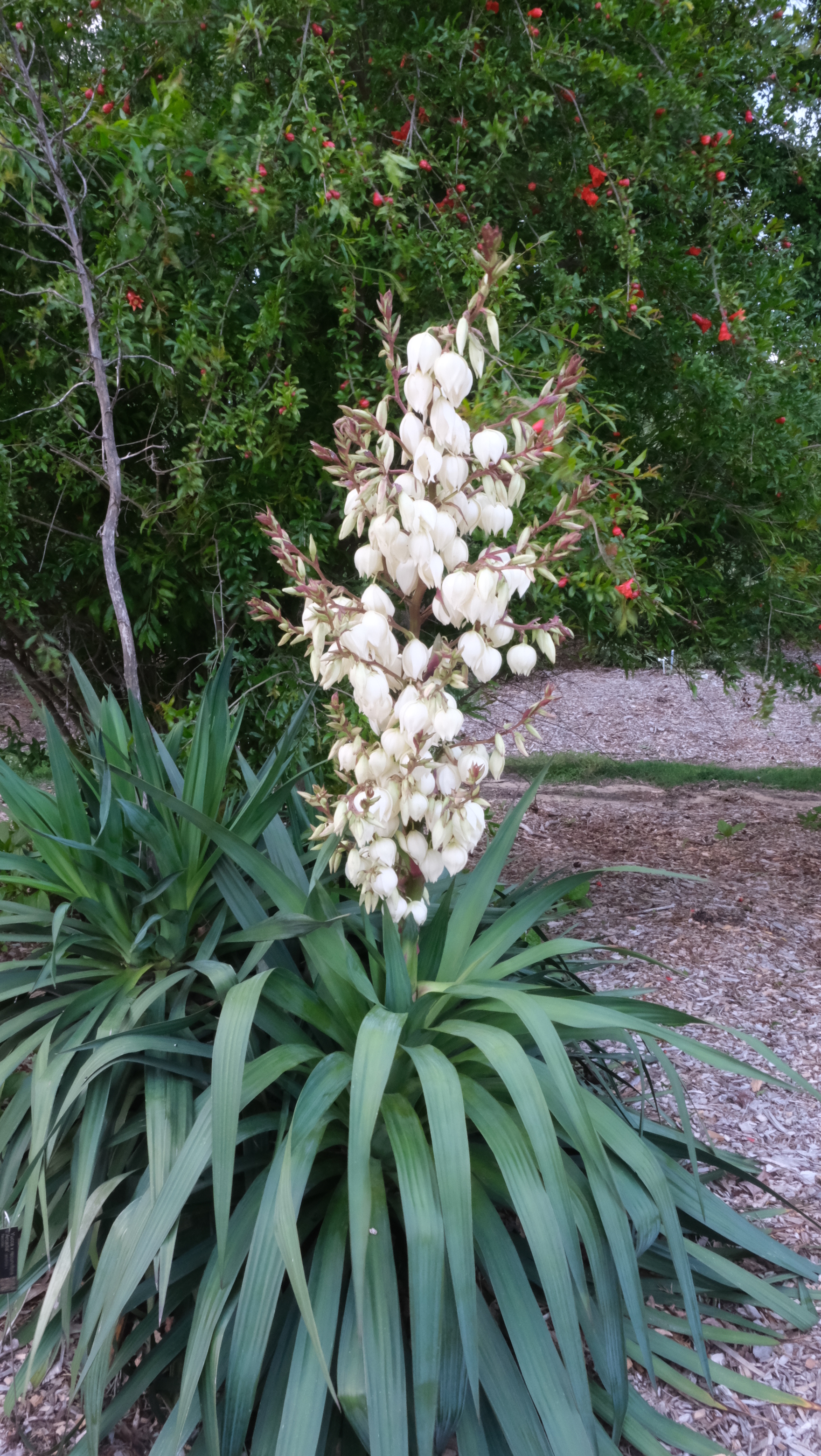Yucca x recurvifolia 'Arcadia' (aloifolia x flaccida) in flower