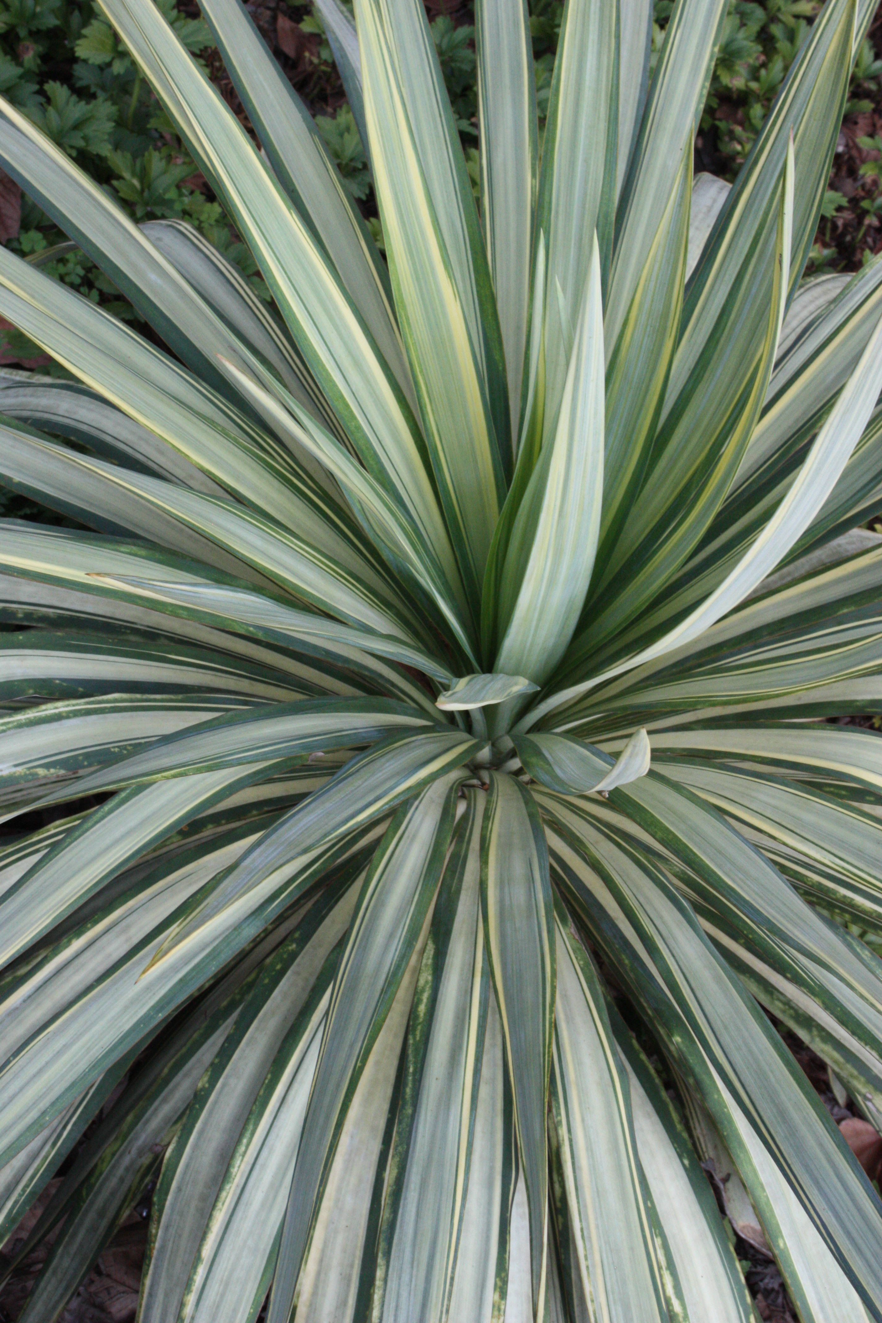 Yucca x recurvifolia 'Hinvargas' at JCRA